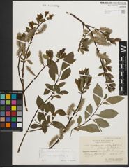 Foto von Salix phylicifolia L.